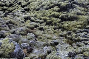 Lava e muschio